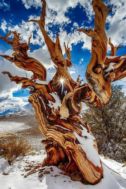 Bristlecone Pine Tree (Pinus Longaeva #39;Great Basin#39;) Seeds - VERY RARE(10 Seeds)