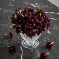 Black Trumpets Salpiglossis, Salpiglossis Sinuata, TC0012