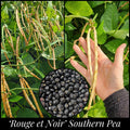 20 #39;Rouge et Noir#39; Southern Pea Seeds | #39;Red and Black#39; Bean | Louisiana Heirloom Cowpea| Drought and Heat Tolerant Non-GMO Snap