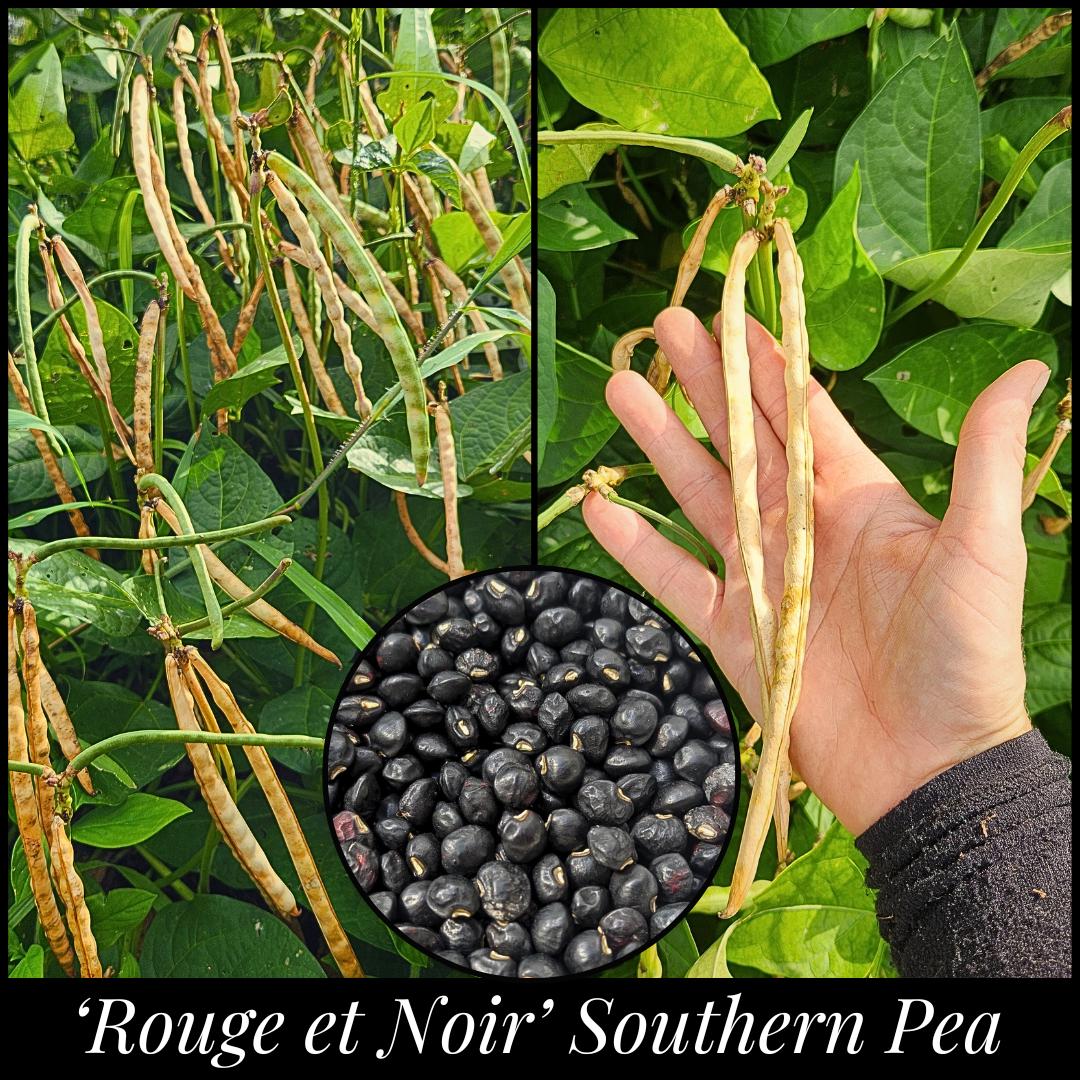 20 #39;Rouge et Noir#39; Southern Pea Seeds | #39;Red and Black#39; Bean | Louisiana Heirloom Cowpea| Drought and Heat Tolerant Non-GMO Snap