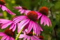 Echinacea Angustifolia SEEDS
