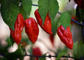 Purple Desire Red F3 pepper seeds