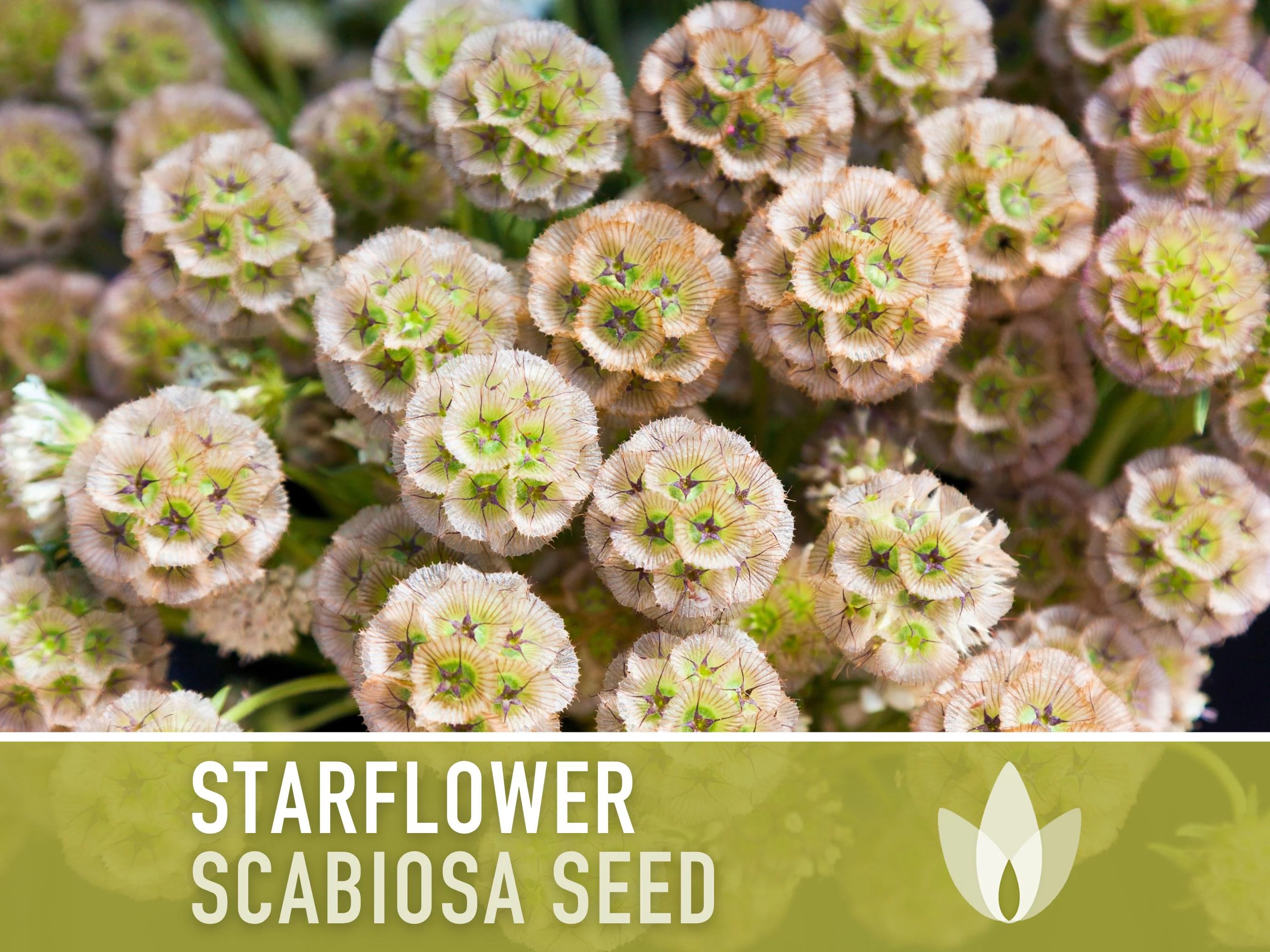 Starflower Seeds - 25 Heirloom Seeds, Drumstick Flower, Scabiosa Stellata, Pollinator Garden, Deer Resist, Organic, Open Pollinated, Non-GMO
