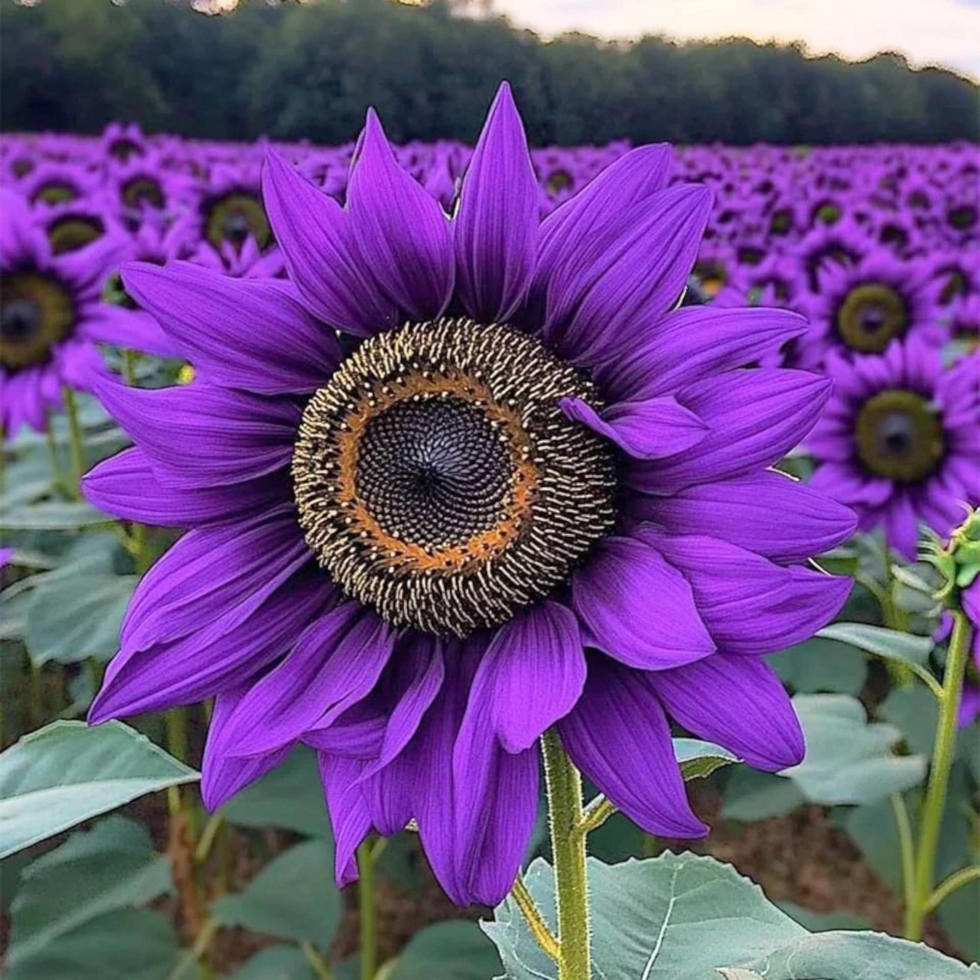 50pcs Rare Purple Sunflower Seeds ‘Violet Majesty’ – Heirloom, Non-GMO Variety for Bold Garden Displays and Cut Flower Arrangements