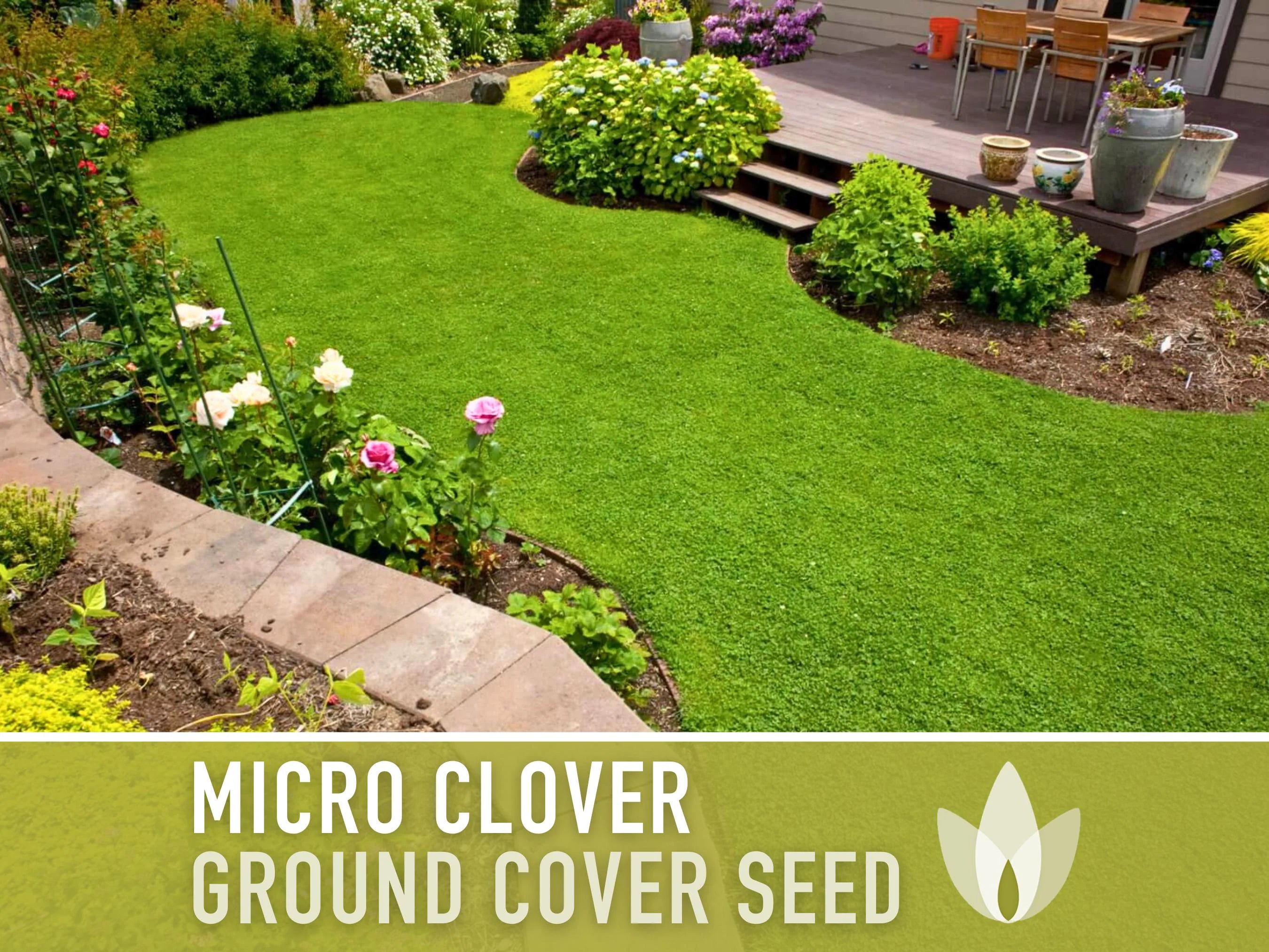 Bulk Micro Clover (Mini) Ground Cover Seeds - 80,000+ White Clover Seeds, 8 oz, Lawn Alternative, Drought Tolerant, Erosion Control, Non-GMO
