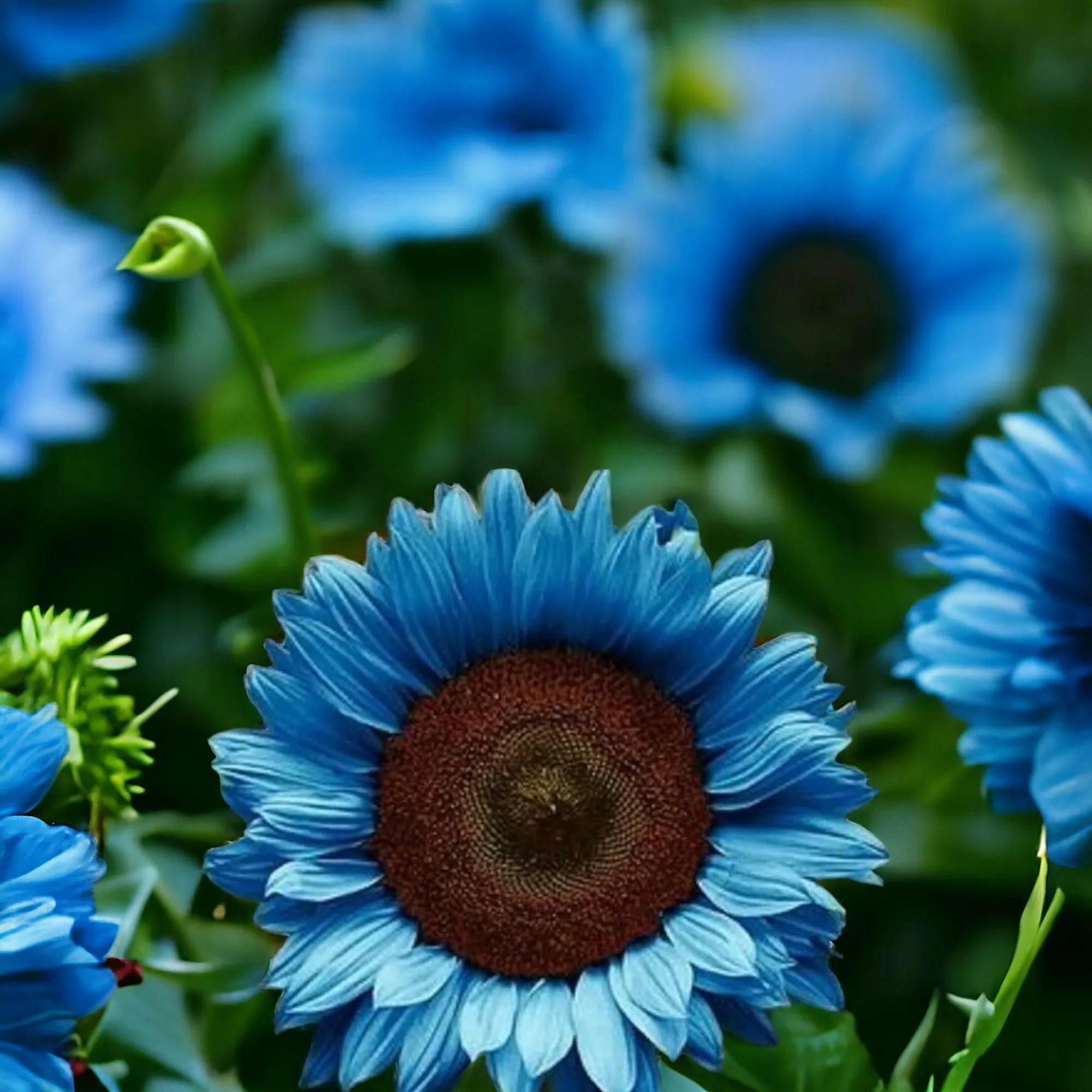 Midnight Oil Blue Sunflower Seeds - 50PCs/Pack | Rare Bonsai Black Hybrid for a Colorful and Organic Garden