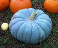 10 Jarrahdale Blue Pumpkin Seeds. Organic. Ships free