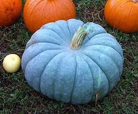 10 Jarrahdale Blue Pumpkin Seeds. Organic. Ships free