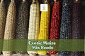 30 Exotic Maize Mix Seeds – Multicolor Corn Varieties – Blue, Red, White  Yellow Kernels