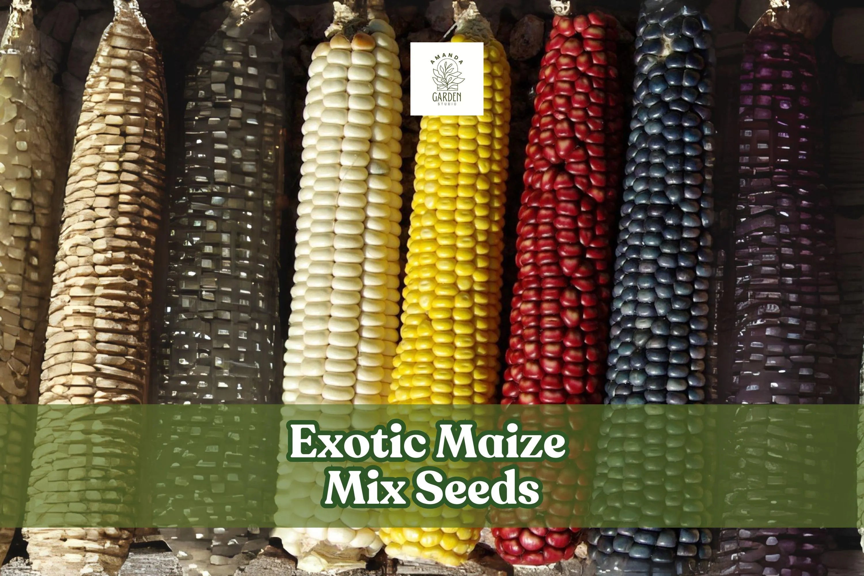 30 Exotic Maize Mix Seeds – Multicolor Corn Varieties – Blue, Red, White  Yellow Kernels