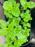 Green Amaranth Seeds (Green Leaf), Rau Dền Xanh | NON-GMO | Heirloom(1000+)