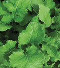 1000+  3,000+ seeds, Turnip Seeds - Seven Top, Vegetable seed, heirloom, open pollinated, outdoor gardening, green leafy vegetable(3)