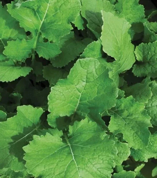 1000+  3,000+ seeds, Turnip Seeds - Seven Top, Vegetable seed, heirloom, open pollinated, outdoor gardening, green leafy vegetable(3)