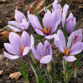 Saffron Crocus Seeds – Fall-Blooming Purple Flowers – Crocus sativus(20 Seeds)