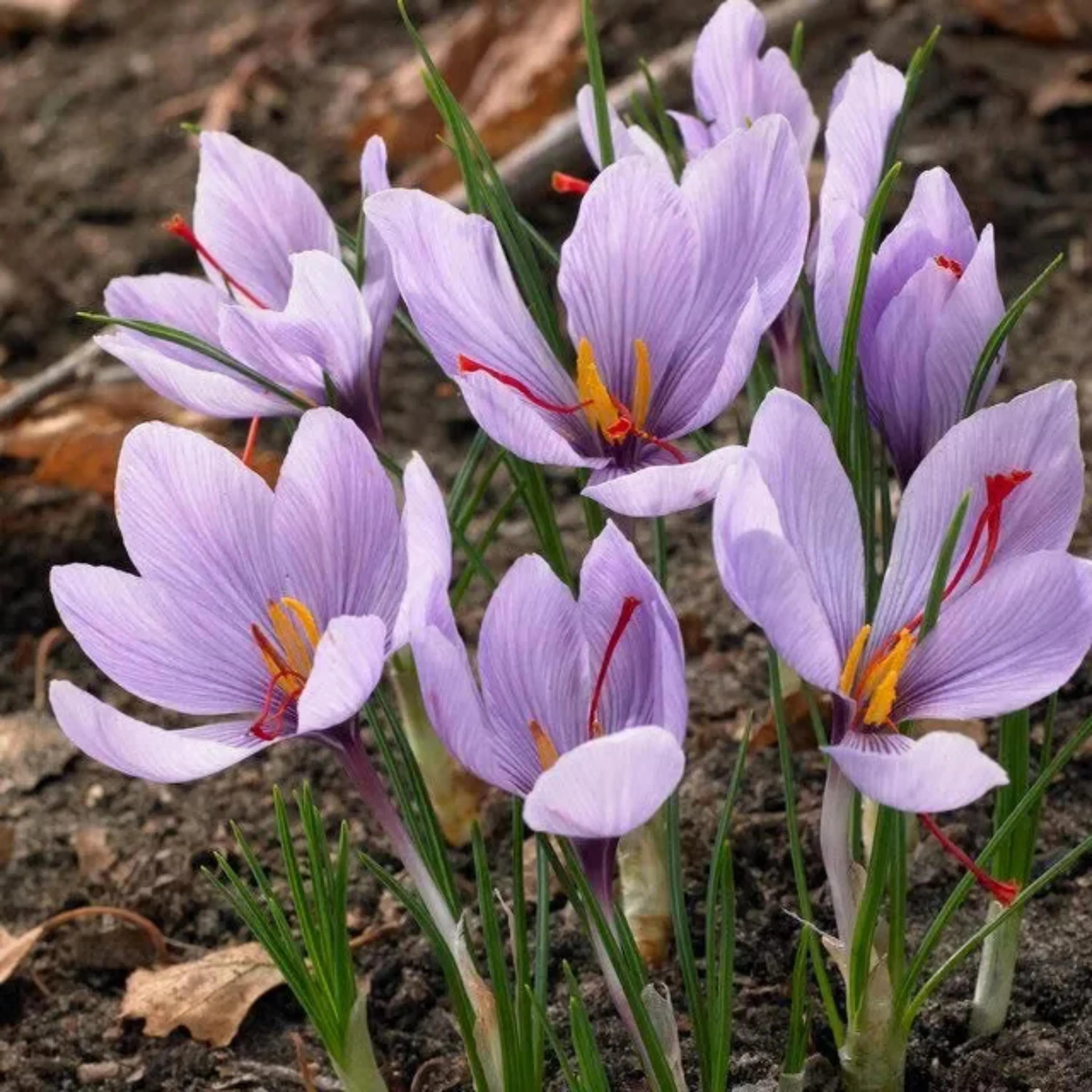 Saffron Crocus Seeds – Fall-Blooming Purple Flowers – Crocus sativus(20 Seeds)