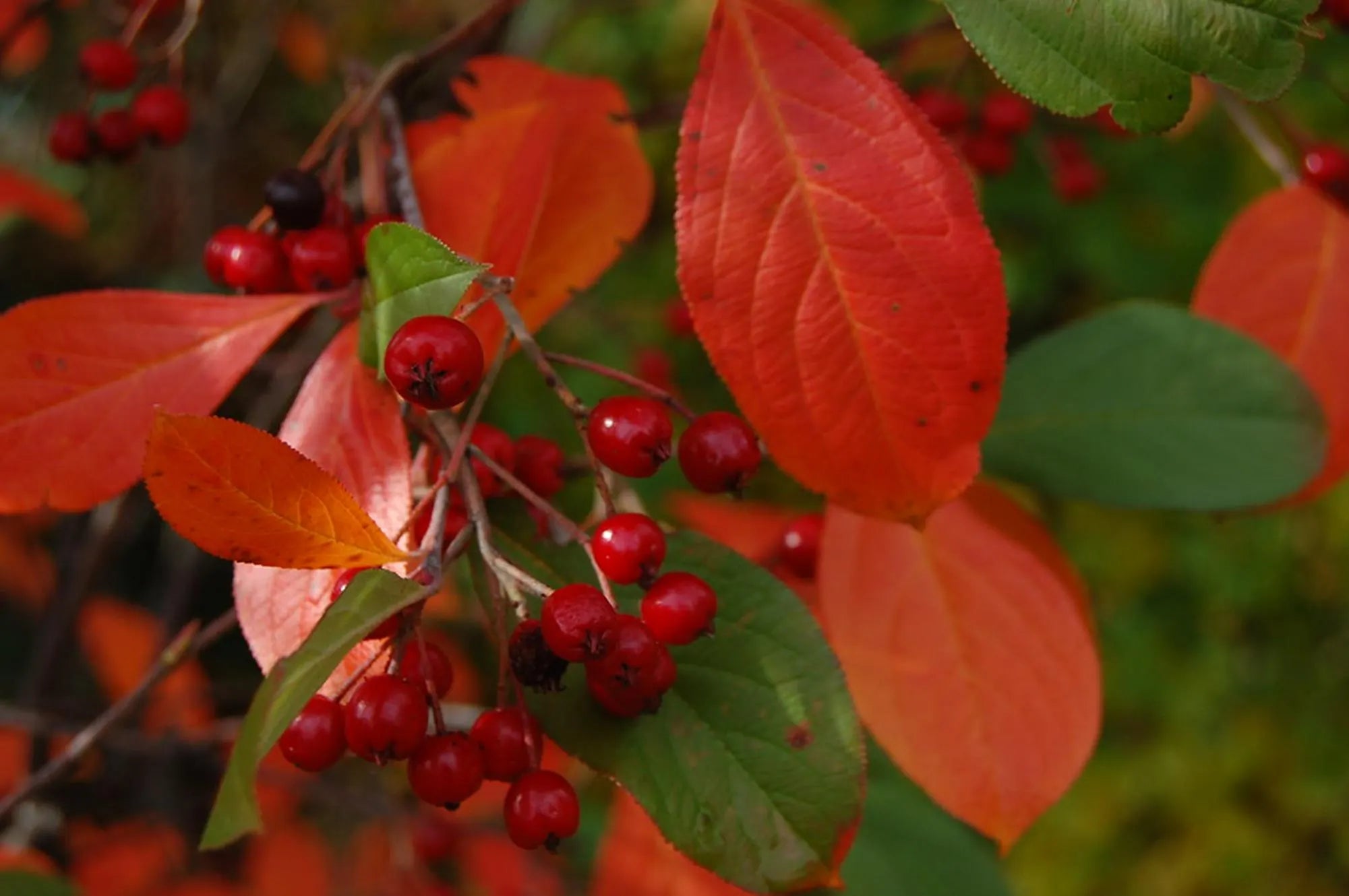 Brilliant Red Chokeberry Organic Pre-Stratified {Aronia arbutifolia b.} Edible | Ornamental 20+ Seeds Free Shipping!