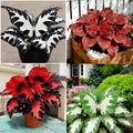 Hosta Seeds for Planting, 150+ Mixed Color Perennial Hosta Seed, Attract Pollinators, Heirloom Non-GMO Hosta Seeds for Bonsai Decoration, Home Garden