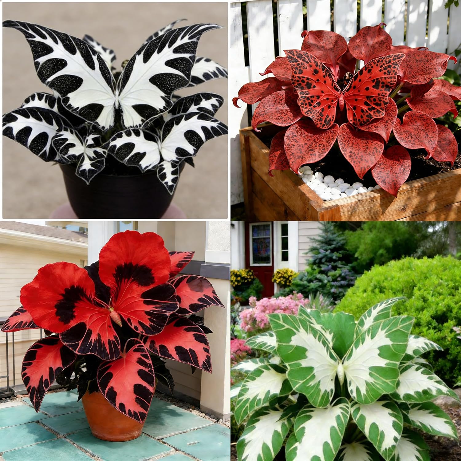 Hosta Seeds for Planting, 150+ Mixed Color Perennial Hosta Seed, Attract Pollinators, Heirloom Non-GMO Hosta Seeds for Bonsai Decoration, Home Garden