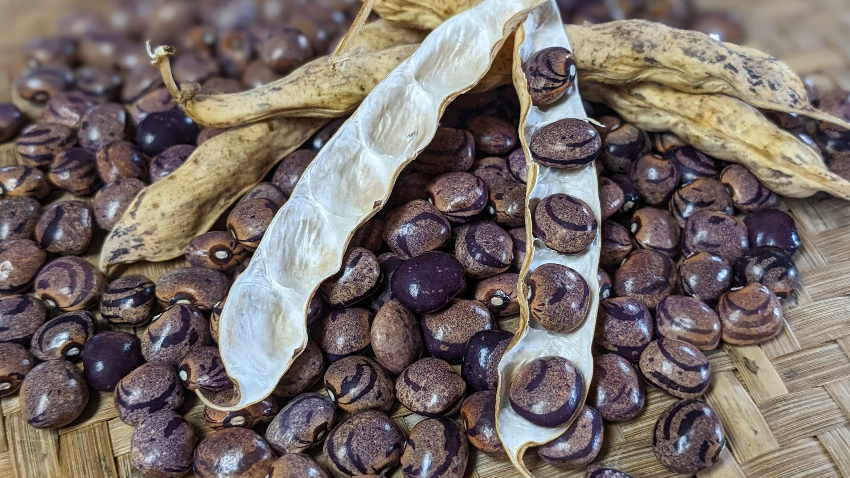 Cranberry Flieder Pole Bean