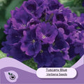 Tuscany Blue Verbena Flower Seeds -  20 Flower Seeds