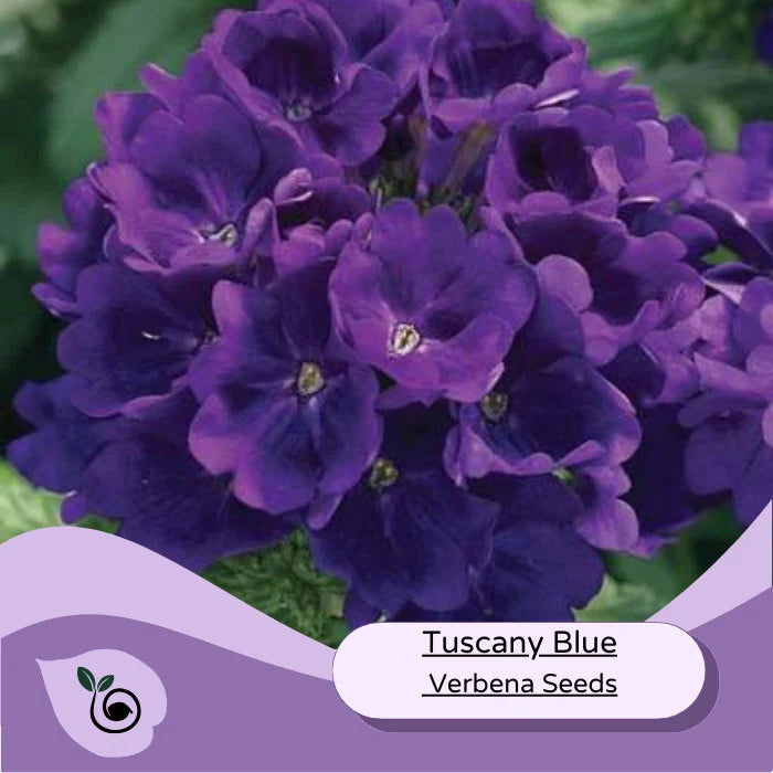 Tuscany Blue Verbena Flower Seeds -  20 Flower Seeds