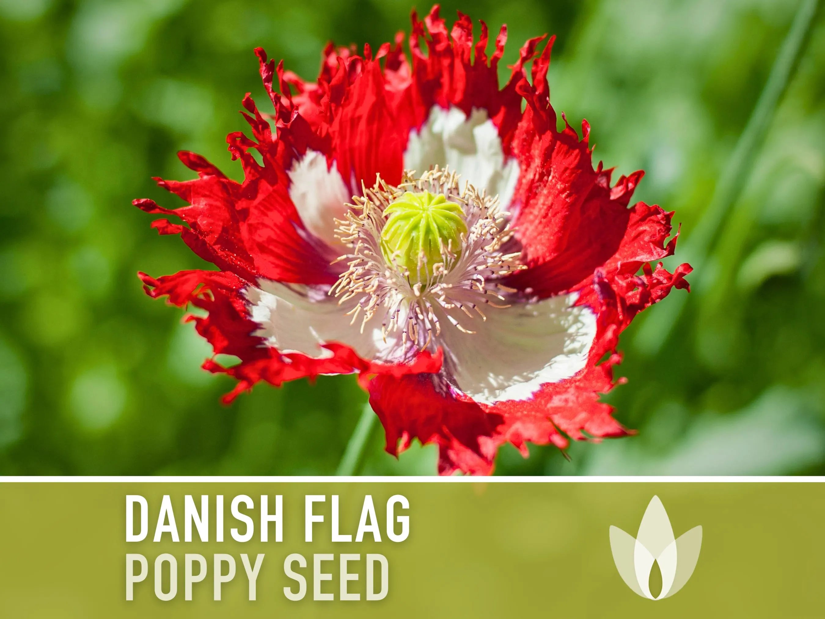 Danish Flag Poppy Seeds - 100 Heirloom Flower Seeds, Red with White Cross, Denmark Garden Gift, Papaver Somniferum, Open Pollinated, Non-GMO