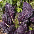 Osaka Purple Mustard Green Seeds, Heirloom, NON GMO, Country Creek Acres(25 Seeds)