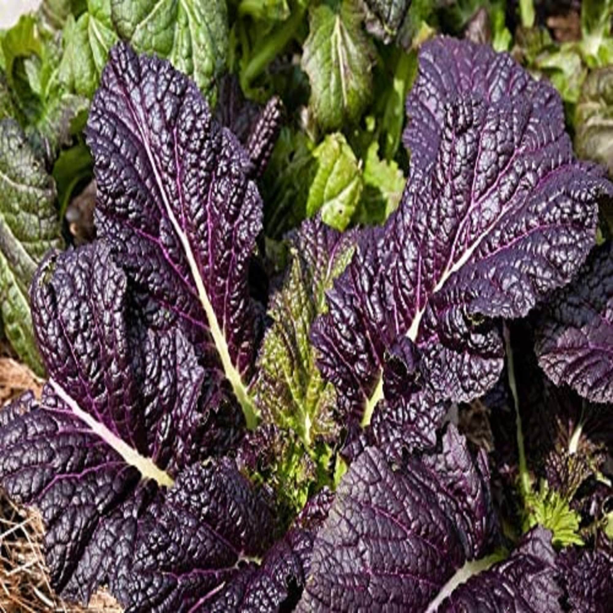 Osaka Purple Mustard Green Seeds, Heirloom, NON GMO, Country Creek Acres(25 Seeds)