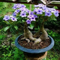Purple Desert Rose Seeds – 5Pcs Rare Flower
