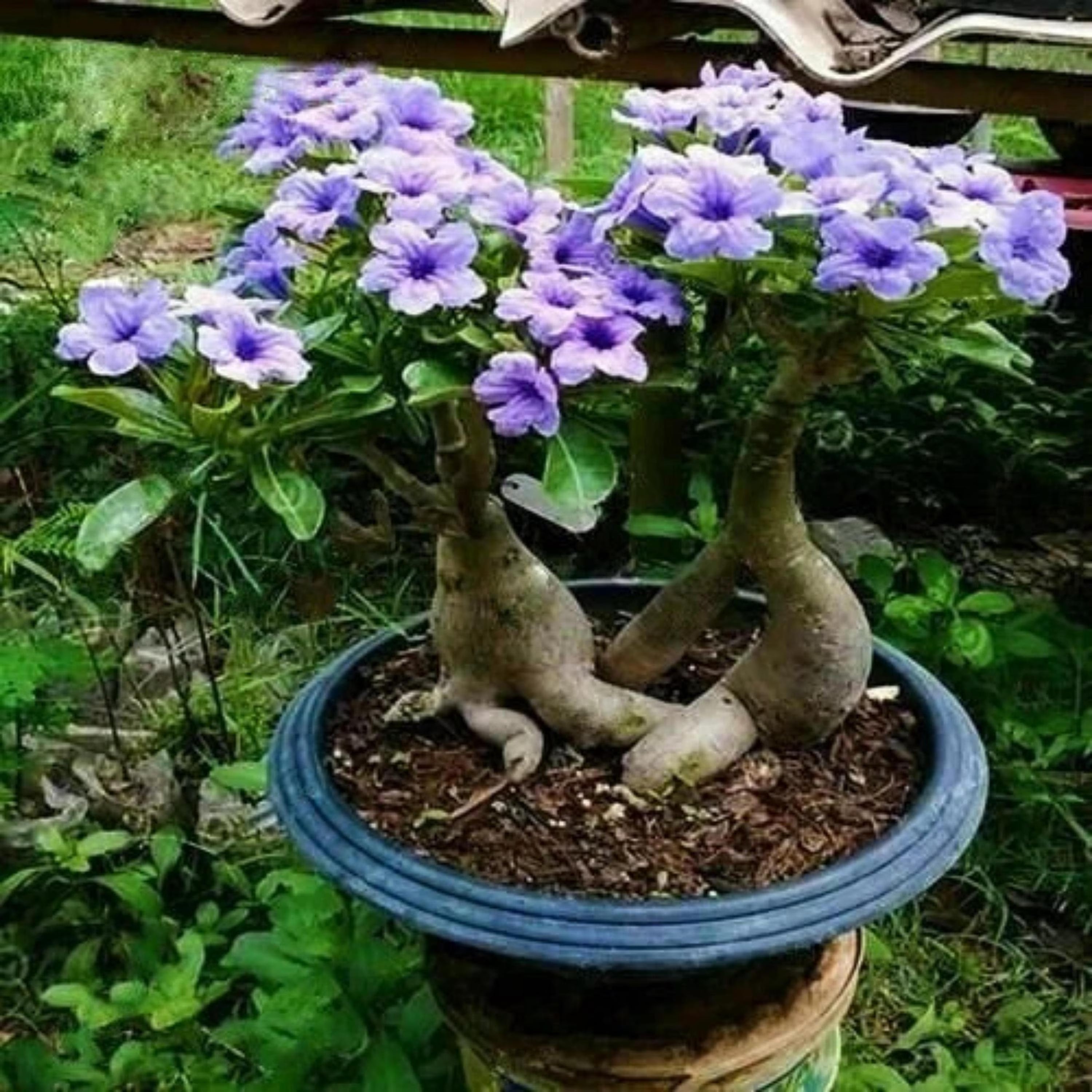 Purple Desert Rose Seeds – 5Pcs Rare Flower
