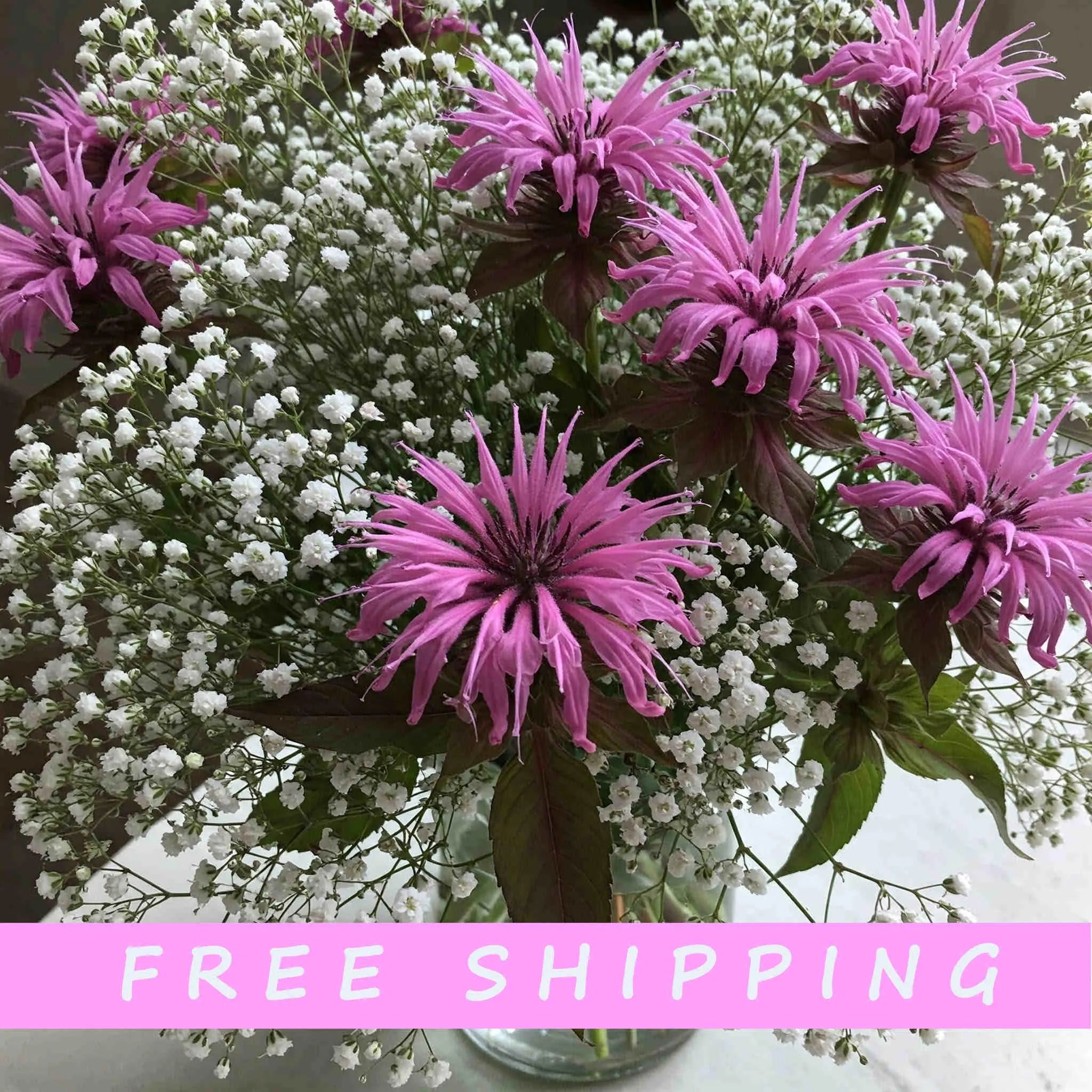 30+ Purple Bee Balm Monarda Flower Seed