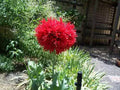 100 Red OASE PEONY POPPY Papaver Peoniflorum Double Flower Seeds *Flat Shipping!