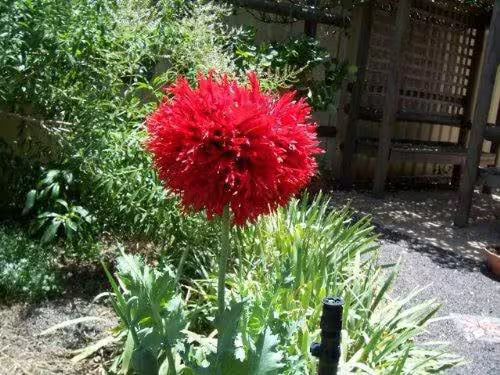 100 Red OASE PEONY POPPY Papaver Peoniflorum Double Flower Seeds *Flat Shipping!