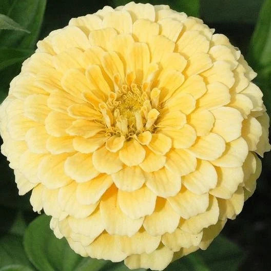 Zinnia Isabellina heirloom flower seed 50