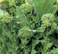 Broccoli seeds raab sorrento