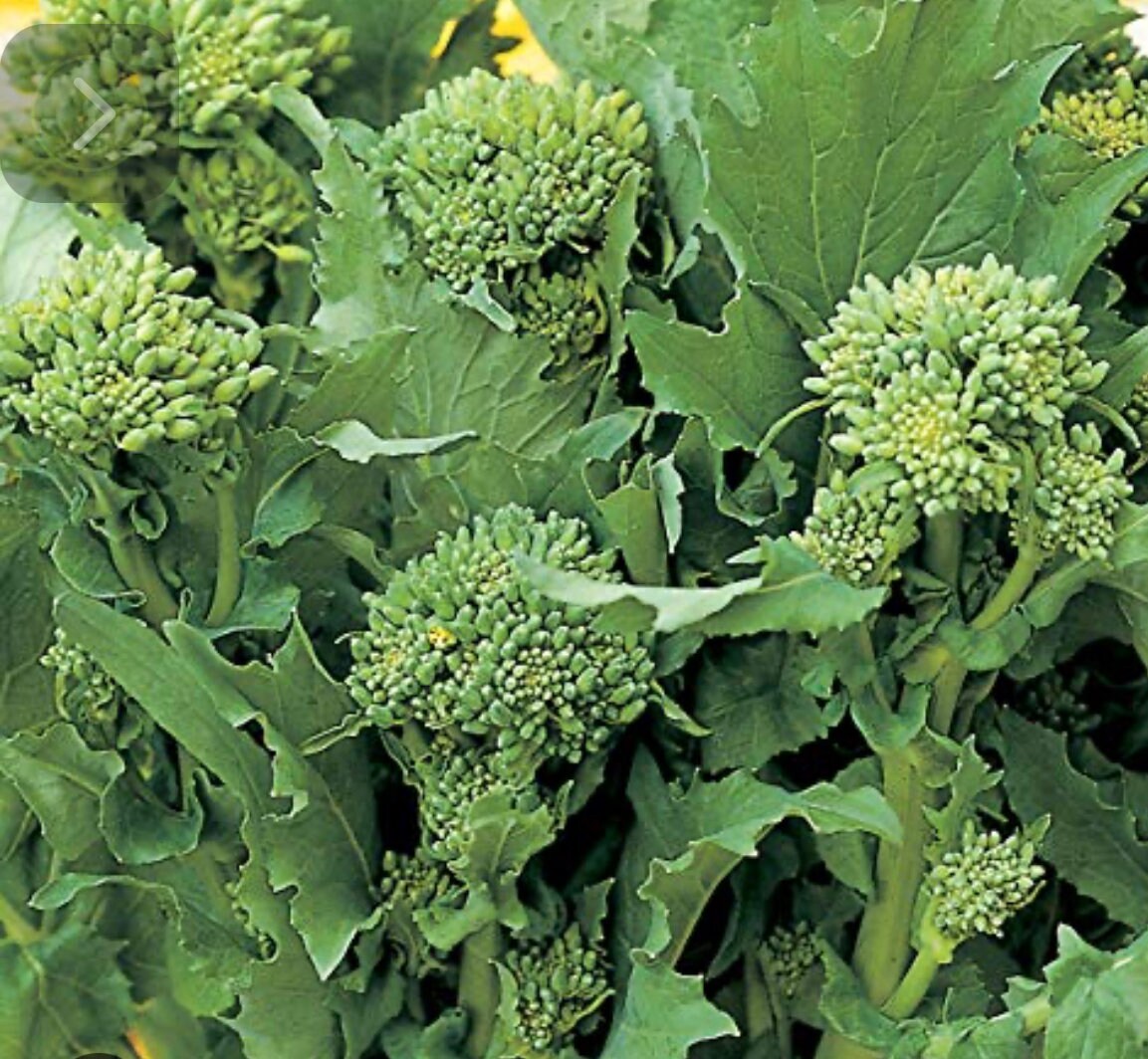 Broccoli seeds raab sorrento