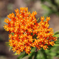 30 Butterfly Weed Seeds | Asclepias tuberosa, Orange Milkweed, Monarch Host Plant, Drought-Tolerant Native Flower, Hummingbird Magnet