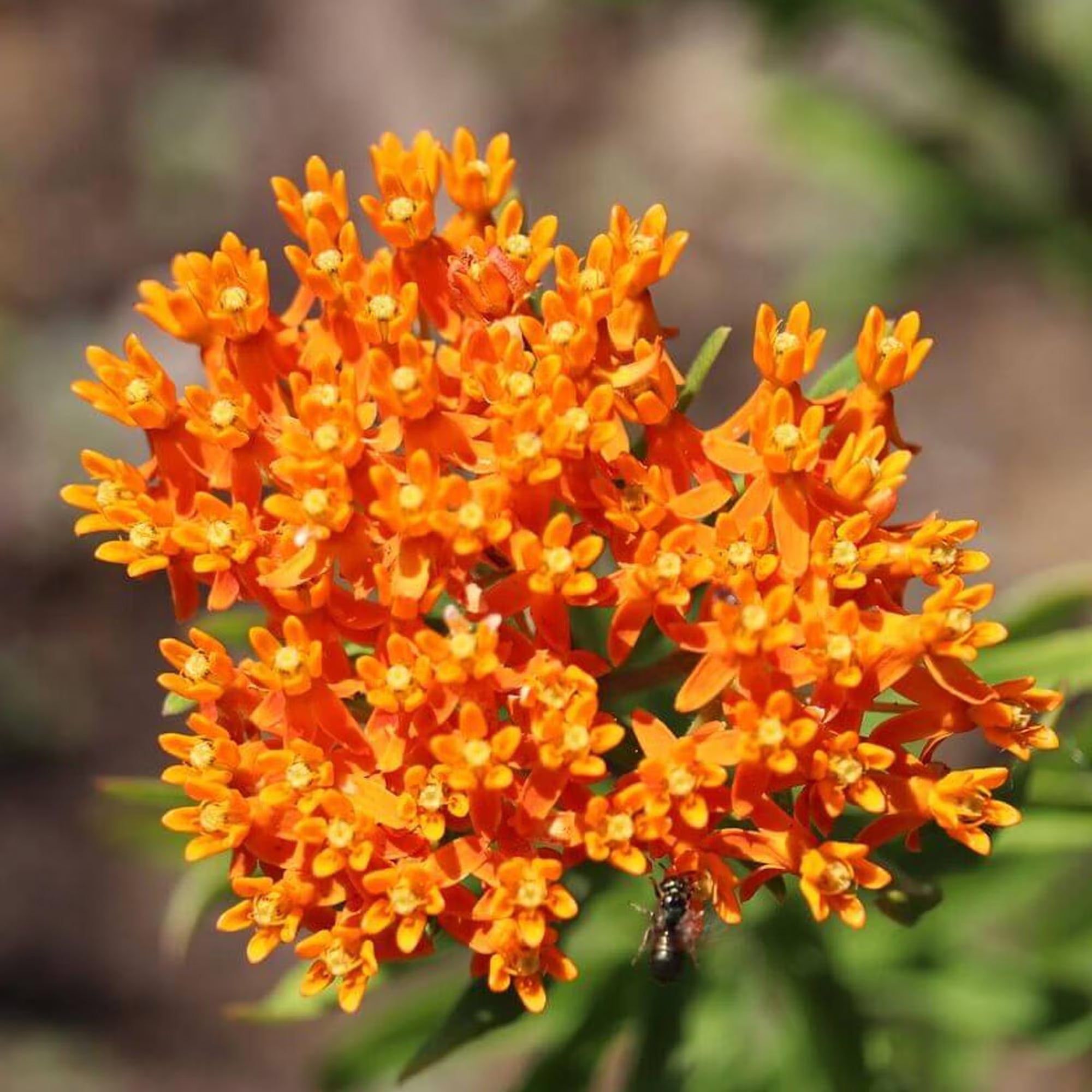 30 Butterfly Weed Seeds | Asclepias tuberosa, Orange Milkweed, Monarch Host Plant, Drought-Tolerant Native Flower, Hummingbird Magnet