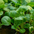 Watercress Seeds – Nasturtium officinale 200 Seeds | Fast-Growing Aquatic Green, Nutritious  Flavorful Herb