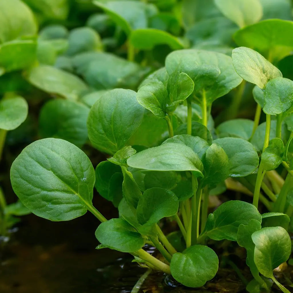 Watercress Seeds – Nasturtium officinale 200 Seeds | Fast-Growing Aquatic Green, Nutritious  Flavorful Herb