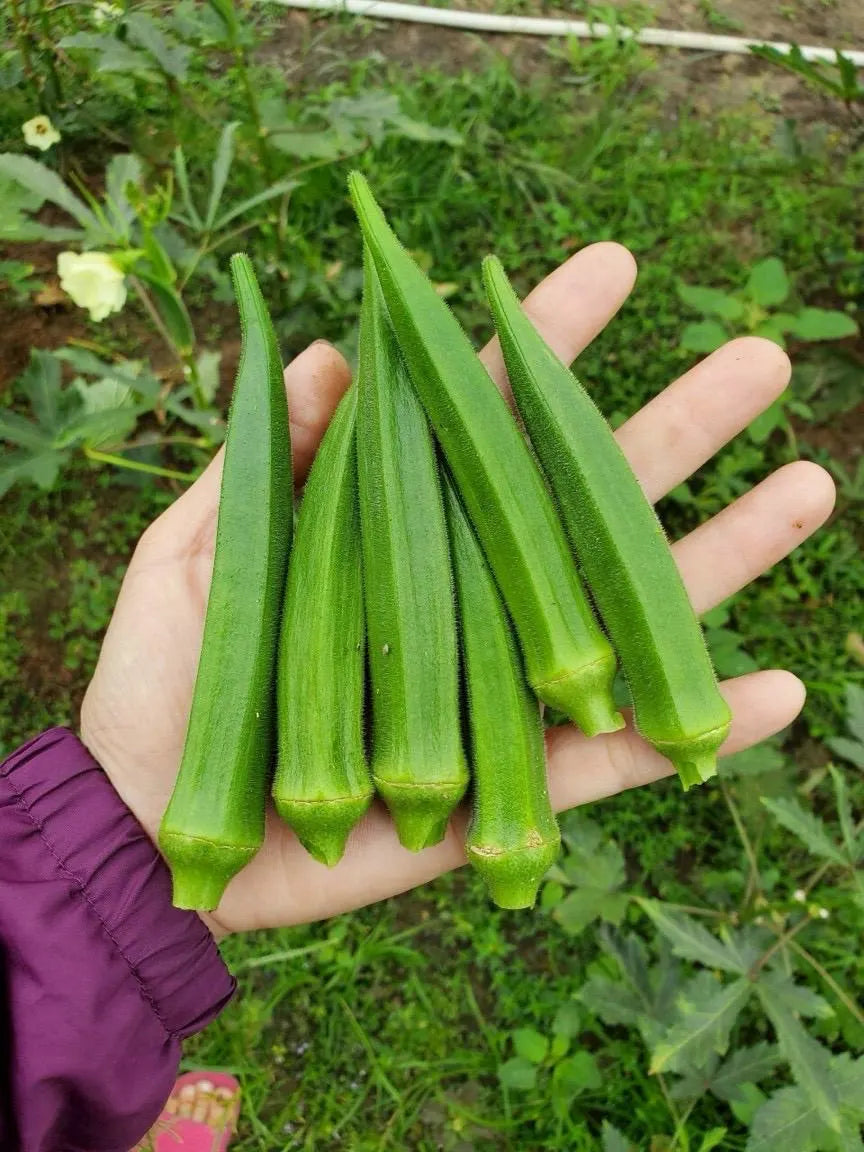 10 Clemson Spineless Okra Seeds for Planting Non GMO Heirloom Seeds Fresh Garden Seed