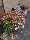 Xtreme Impatiens Seeds (150+ Seeds in Mixed Colors)