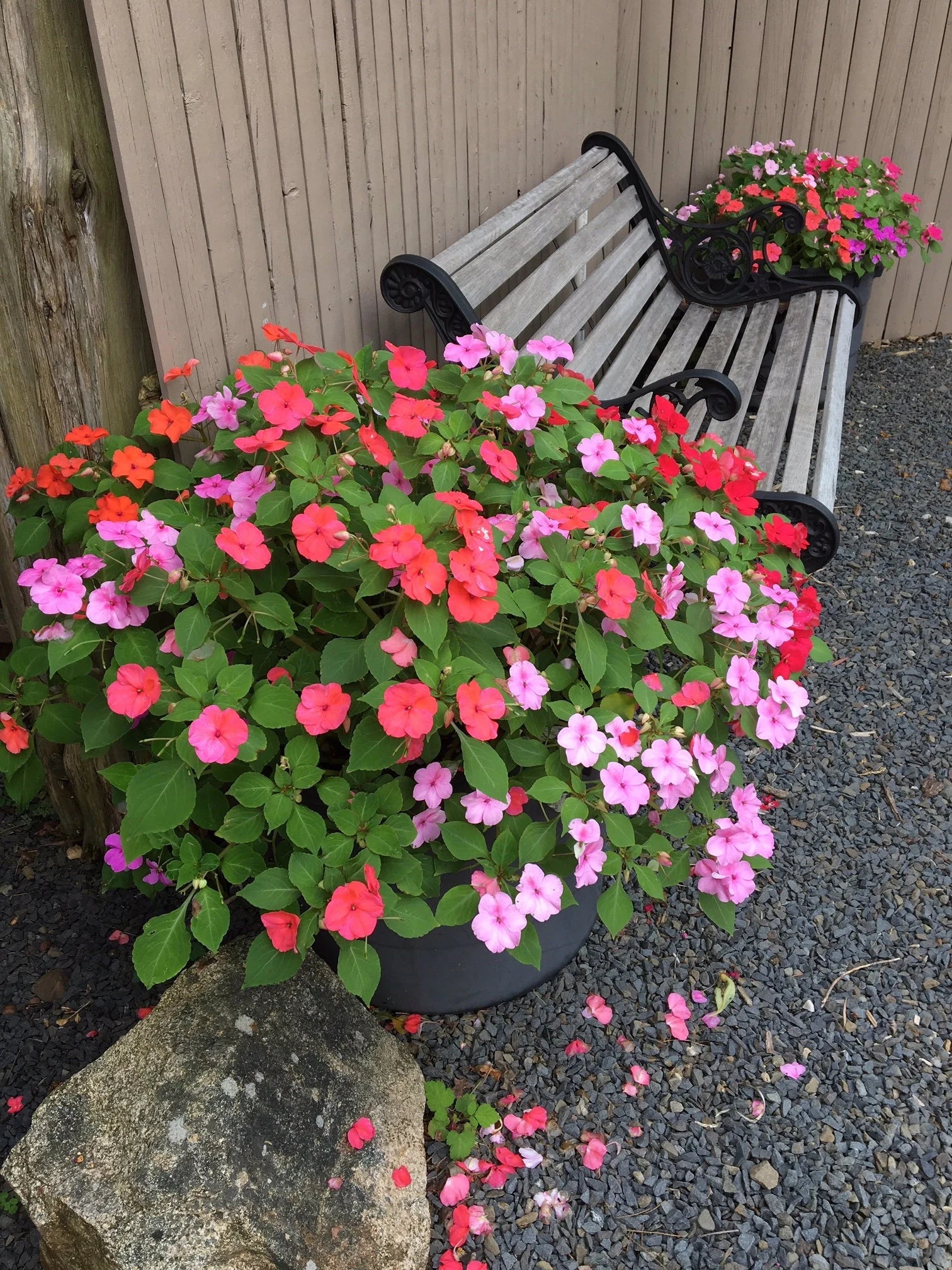 Xtreme Impatiens Seeds (150+ Seeds in Mixed Colors)