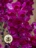 NEW! Speedy Sonnet Purple Snapdragon Seeds, Antirrhinum Majus AN5525P