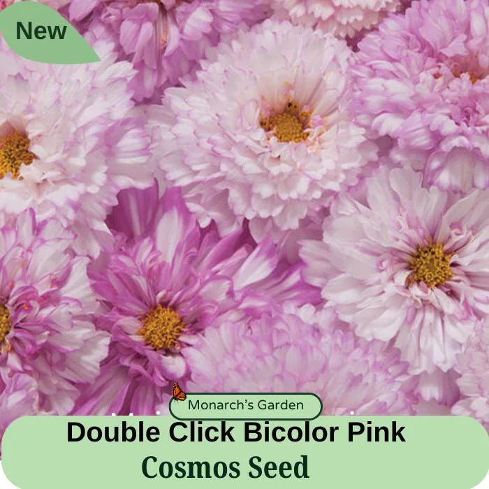 Double Click Bicolor Pink Cosmos Seed
