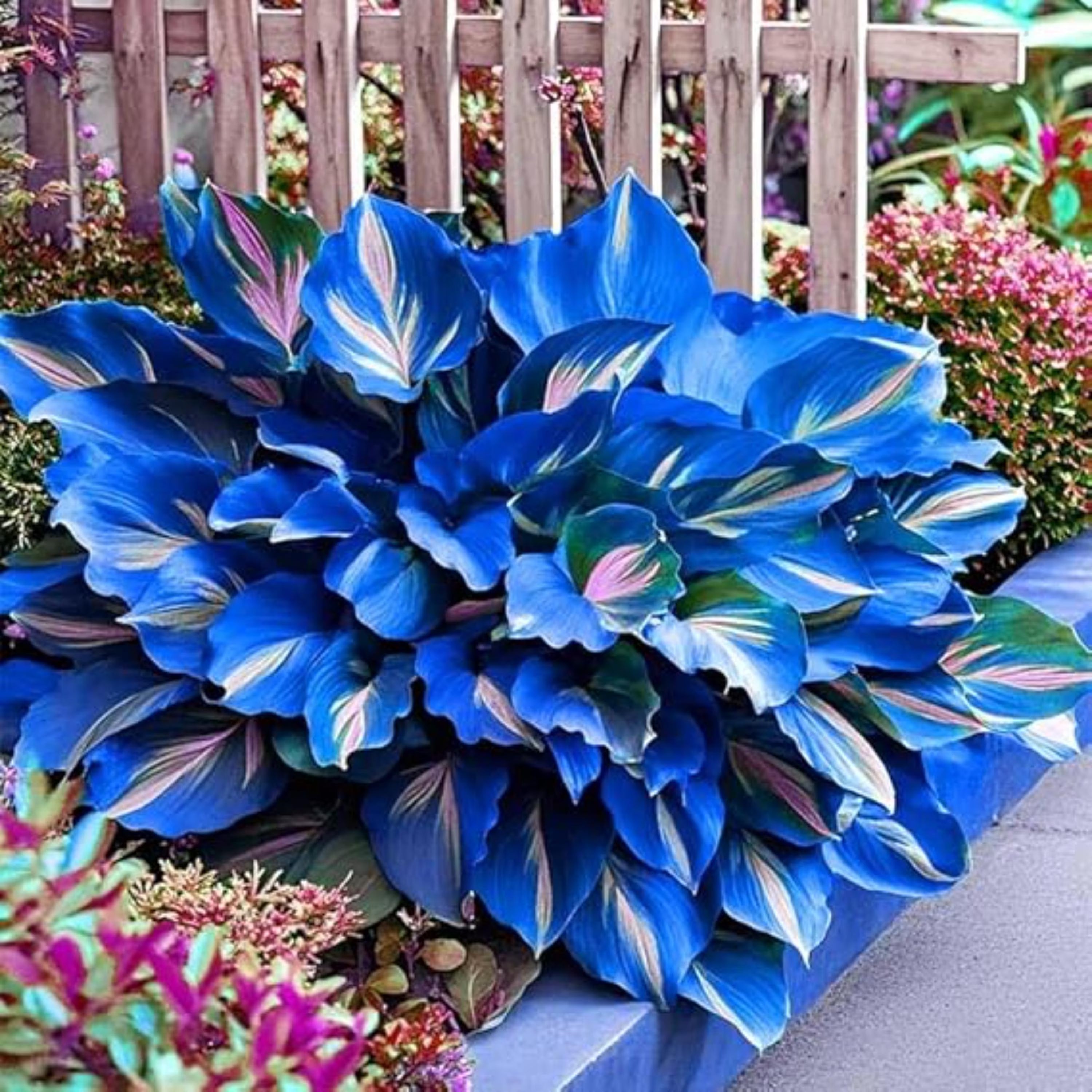Blue Hosta Seeds | Perennial Shade Plant for Outdoor Garden