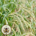 Canada Wild Rye Grass Seeds, US Native, Elymus Canadensis, EL011C