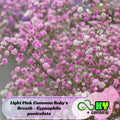 Light Pink Common Baby#39;s Breath Seeds - Delicate Flowers, Drought Tolerant, Attracts Pollinators, Excellent Cut Flower, Plant in Spring/Fall