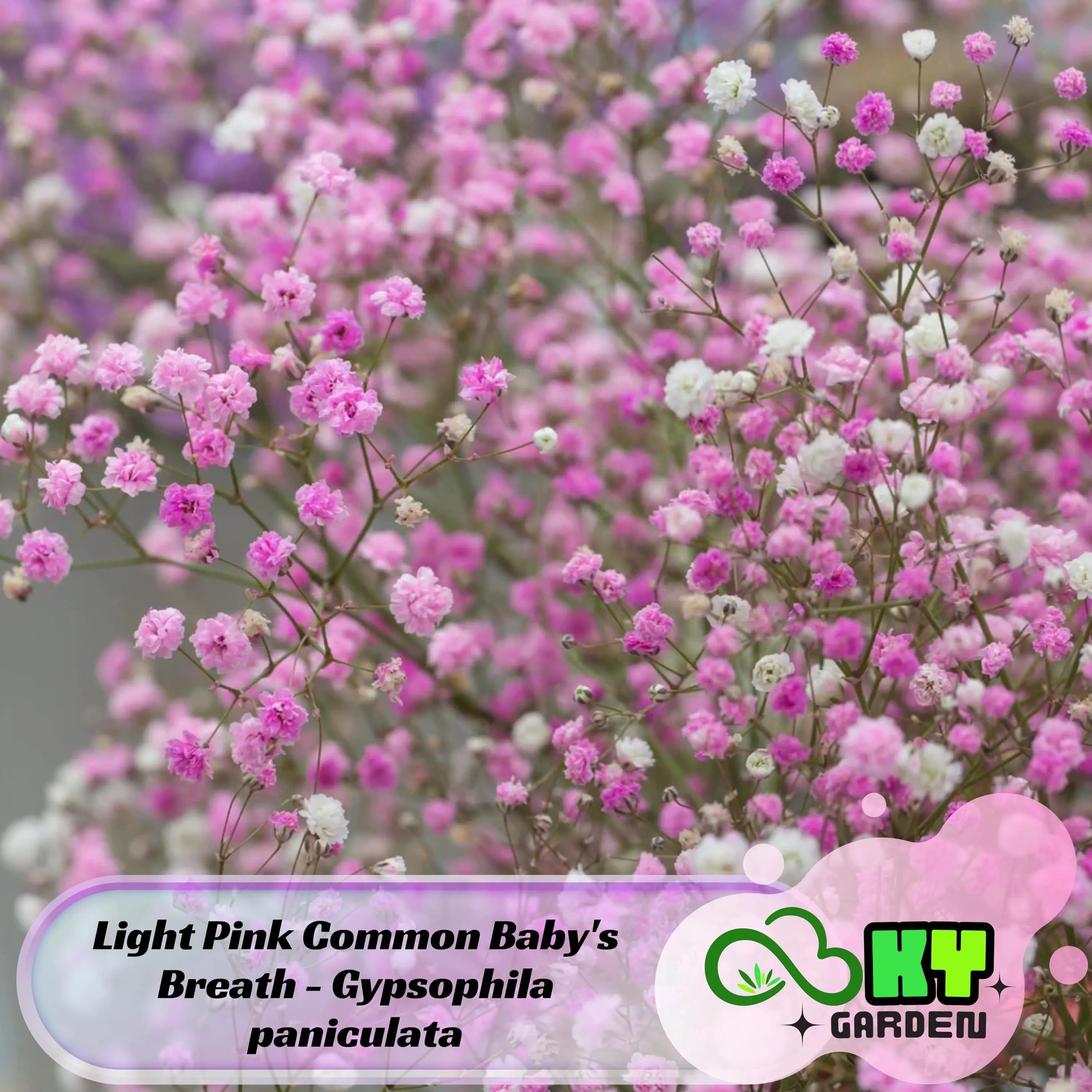 Light Pink Common Baby#39;s Breath Seeds - Delicate Flowers, Drought Tolerant, Attracts Pollinators, Excellent Cut Flower, Plant in Spring/Fall