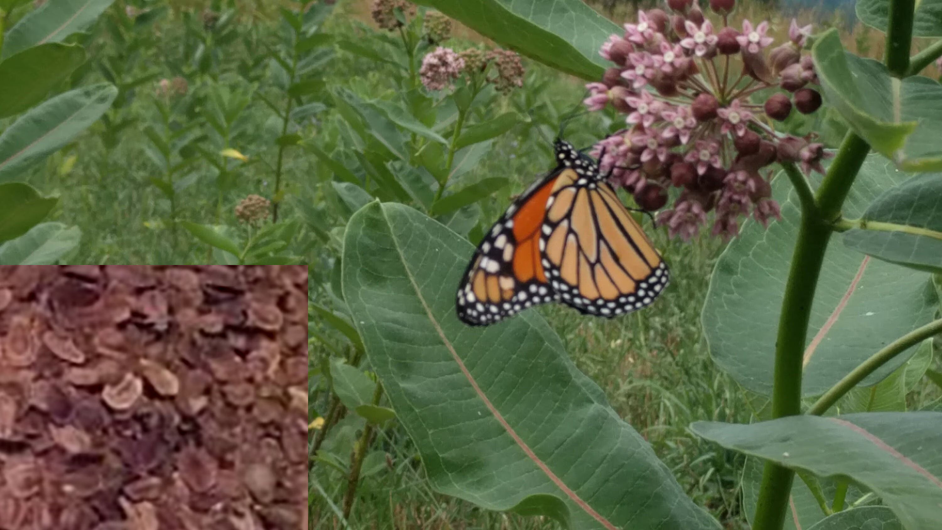 1 lb (50,000+) Milkweed Seeds (Common, Asclepias syriaca), Organic, 2024 76% ger, from PA, USA. Free Shipping. Save Monarch Butterfly!
